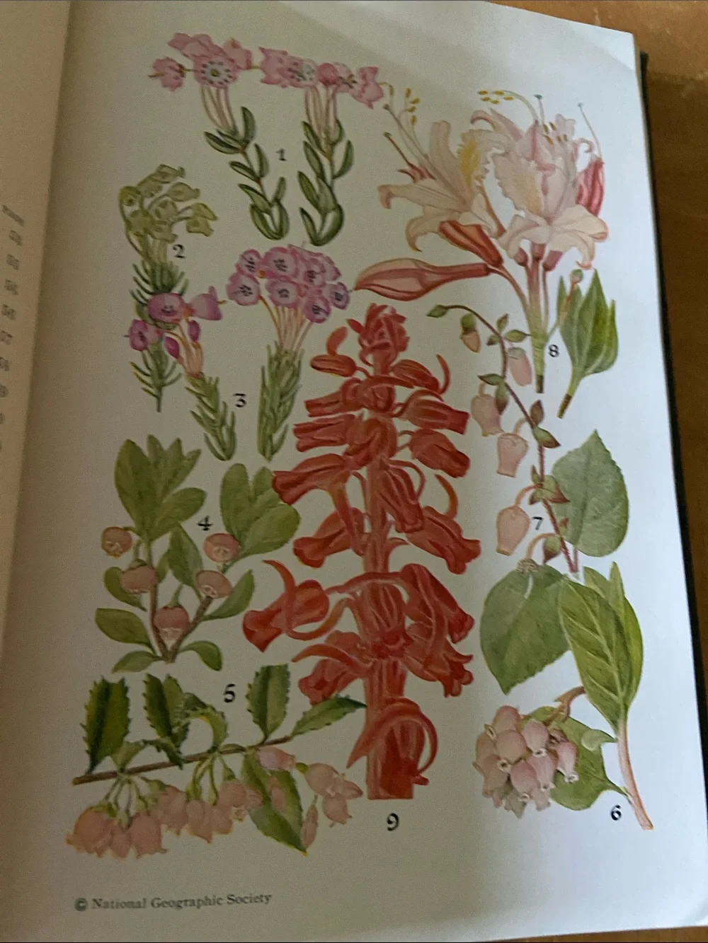 Flowers West Coast Botanical Book flower floral wildflower wildflowers plants hc